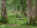 Majestic Branch - Majestatyczny Konar